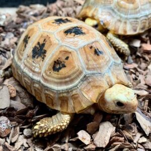 Baby Elongated Tortoise for Sale