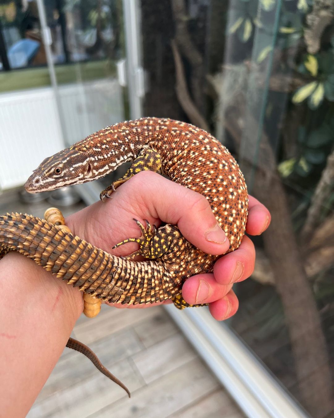 Reptiles For Sale | Reptile for sale near me | Exotic reptiles for sale