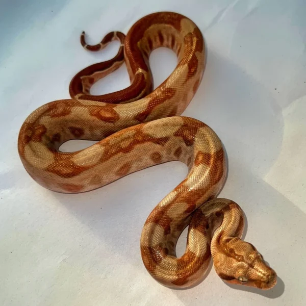 CA T+ Sunglow Red Tail Boa for sale