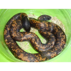 Calabar Pythons for sale