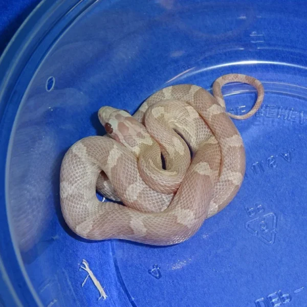 Ghost Sunkissed Corn Snakes for Sale
