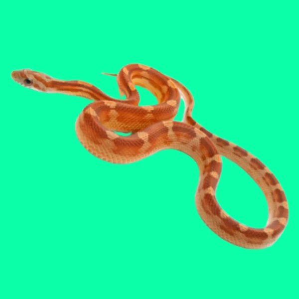 Motley Corn Snakes for Sale