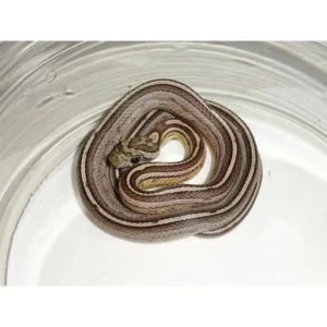Tessera Striped Anery Corn Snakes for Sale