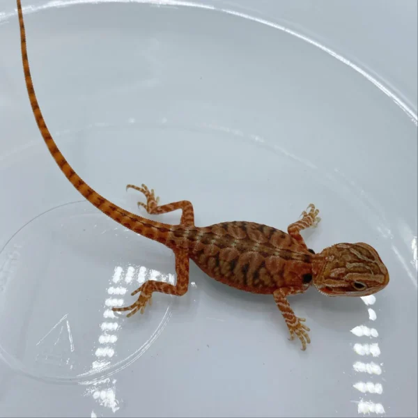 Super Red Translucent Bearded Dragons