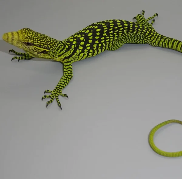 Yellow Tree Monitors for sale