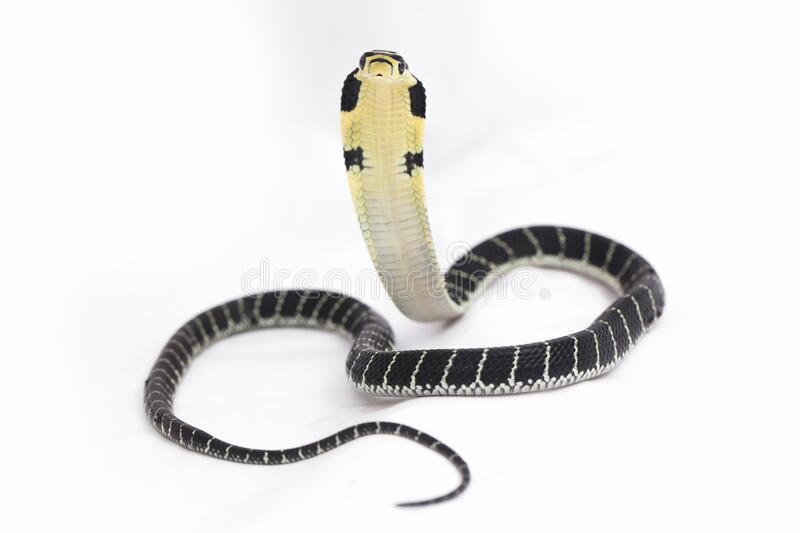 snake white king cobra