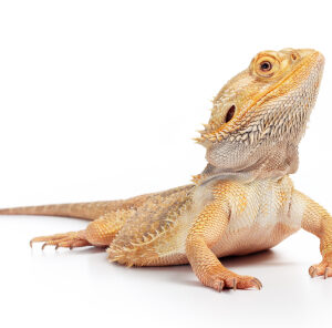 Adult Bearded Dragon for Sale