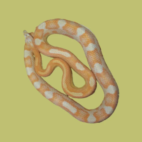 Creamsicle Motley Corn Snakes for Sale