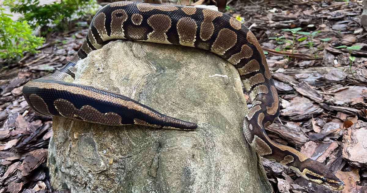 26-cool-facts-about-ball-pythons-embora-pets