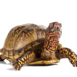 Three Toed Box Turtle For Sale