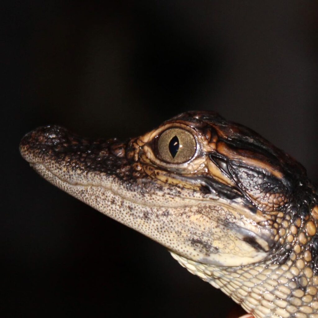 Reptiles For Sale | Reptile for sale near me | Exotic reptiles for sale